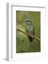 Green Crowned Brilliant hummingbird, Costa Rica-Adam Jones-Framed Photographic Print