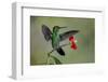 Green Crowned Brilliant hummingbird, Costa Rica-Adam Jones-Framed Photographic Print