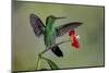 Green Crowned Brilliant hummingbird, Costa Rica-Adam Jones-Mounted Photographic Print