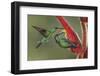 Green Crowned Brilliant hummingbird, Costa Rica-Adam Jones-Framed Photographic Print