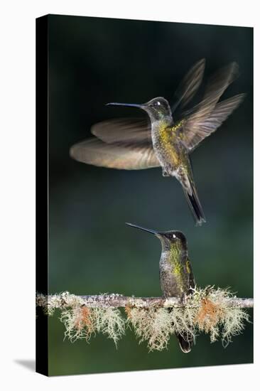 Green Crowned Brilliant Hummingbird (Heliodoxa Jacula) Taking Off to Feed in Garden, Costa Rica-Bence Mate-Stretched Canvas