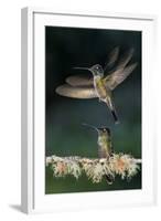 Green Crowned Brilliant Hummingbird (Heliodoxa Jacula) Taking Off to Feed in Garden, Costa Rica-Bence Mate-Framed Photographic Print