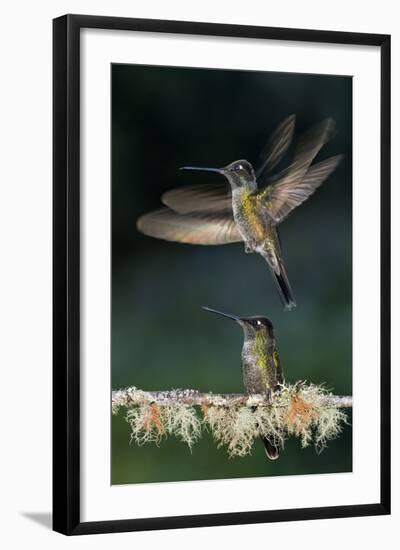 Green Crowned Brilliant Hummingbird (Heliodoxa Jacula) Taking Off to Feed in Garden, Costa Rica-Bence Mate-Framed Photographic Print