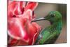 Green-crowned brilliant hummingbird visiting Torch ginger flower, Poas Volcano NP, Costa Rica-Phil Savoie-Mounted Photographic Print
