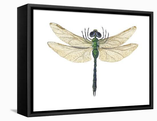 Green Darner Dragonfly (Anax Junius), Insects-Encyclopaedia Britannica-Framed Stretched Canvas