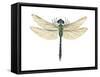 Green Darner Dragonfly (Anax Junius), Insects-Encyclopaedia Britannica-Framed Stretched Canvas