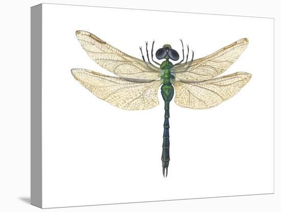 Green Darner Dragonfly (Anax Junius), Insects-Encyclopaedia Britannica-Stretched Canvas