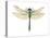 Green Darner Dragonfly (Anax Junius), Insects-Encyclopaedia Britannica-Stretched Canvas