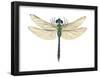 Green Darner Dragonfly (Anax Junius), Insects-Encyclopaedia Britannica-Framed Poster