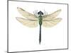 Green Darner Dragonfly (Anax Junius), Insects-Encyclopaedia Britannica-Mounted Poster