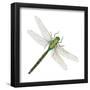 Green Darner - Female (Anax Junius), Dragonfly, Insects-Encyclopaedia Britannica-Framed Poster