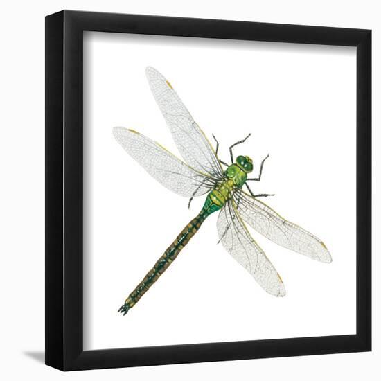 Green Darner - Female (Anax Junius), Dragonfly, Insects-Encyclopaedia Britannica-Framed Poster