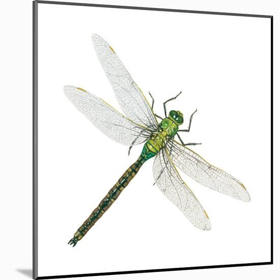 Green Darner - Female (Anax Junius), Dragonfly, Insects-Encyclopaedia Britannica-Mounted Poster