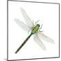 Green Darner - Female (Anax Junius), Dragonfly, Insects-Encyclopaedia Britannica-Mounted Poster