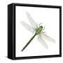 Green Darner - Female (Anax Junius), Dragonfly, Insects-Encyclopaedia Britannica-Framed Stretched Canvas