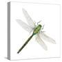 Green Darner - Female (Anax Junius), Dragonfly, Insects-Encyclopaedia Britannica-Stretched Canvas