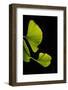 Green Delicacy-Philippe Sainte-Laudy-Framed Photographic Print