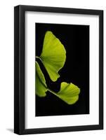 Green Delicacy-Philippe Sainte-Laudy-Framed Photographic Print