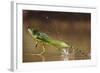 Green - Double-Crested Basilisk (Basiliscus Plumifrons) Running Across Water Surface-Bence Mate-Framed Photographic Print