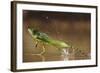 Green - Double-Crested Basilisk (Basiliscus Plumifrons) Running Across Water Surface-Bence Mate-Framed Photographic Print