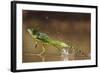 Green - Double-Crested Basilisk (Basiliscus Plumifrons) Running Across Water Surface-Bence Mate-Framed Photographic Print