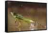 Green - Double-Crested Basilisk (Basiliscus Plumifrons) Running Across Water Surface-Bence Mate-Framed Stretched Canvas
