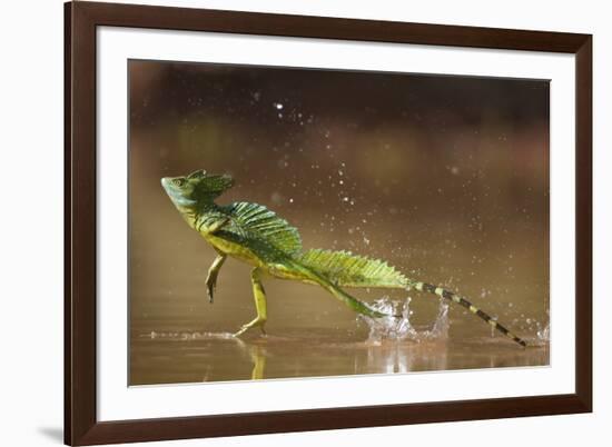 Green - Double-Crested Basilisk (Basiliscus Plumifrons) Running Across Water Surface-Bence Mate-Framed Photographic Print