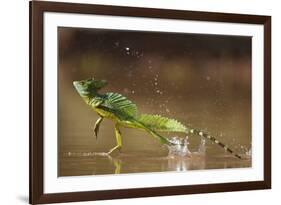 Green - Double-Crested Basilisk (Basiliscus Plumifrons) Running Across Water Surface-Bence Mate-Framed Photographic Print