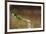 Green - Double-Crested Basilisk (Basiliscus Plumifrons) Running Across Water Surface-Bence Mate-Framed Photographic Print