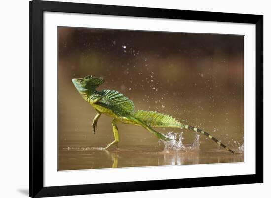 Green - Double-Crested Basilisk (Basiliscus Plumifrons) Running Across Water Surface-Bence Mate-Framed Photographic Print