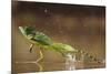 Green - Double-Crested Basilisk (Basiliscus Plumifrons) Running Across Water Surface-Bence Mate-Mounted Photographic Print