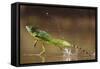 Green - Double-Crested Basilisk (Basiliscus Plumifrons) Running Across Water Surface-Bence Mate-Framed Stretched Canvas