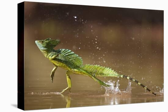 Green - Double-Crested Basilisk (Basiliscus Plumifrons) Running Across Water Surface-Bence Mate-Stretched Canvas