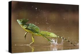 Green - Double-Crested Basilisk (Basiliscus Plumifrons) Running Across Water Surface-Bence Mate-Stretched Canvas