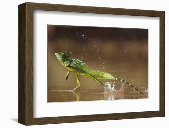 Green - Double-Crested Basilisk (Basiliscus Plumifrons) Running Across Water Surface-Bence Mate-Framed Photographic Print