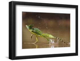 Green - Double-Crested Basilisk (Basiliscus Plumifrons) Running Across Water Surface-Bence Mate-Framed Photographic Print