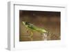 Green - Double-Crested Basilisk (Basiliscus Plumifrons) Running Across Water Surface-Bence Mate-Framed Photographic Print