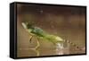 Green - Double-Crested Basilisk (Basiliscus Plumifrons) Running Across Water Surface-Bence Mate-Framed Stretched Canvas