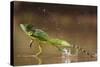 Green - Double-Crested Basilisk (Basiliscus Plumifrons) Running Across Water Surface-Bence Mate-Stretched Canvas