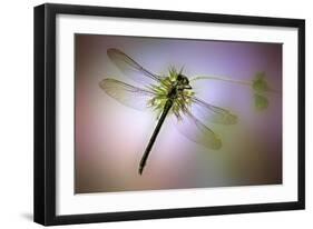 Green Dragonfly-Jimmy Hoffman-Framed Giclee Print