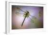 Green Dragonfly-Jimmy Hoffman-Framed Giclee Print