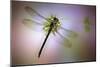 Green Dragonfly-Jimmy Hoffman-Mounted Giclee Print