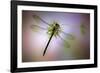 Green Dragonfly-Jimmy Hoffman-Framed Giclee Print