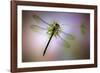 Green Dragonfly-Jimmy Hoffman-Framed Giclee Print