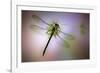 Green Dragonfly-Jimmy Hoffman-Framed Giclee Print