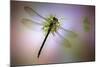 Green Dragonfly-Jimmy Hoffman-Mounted Giclee Print