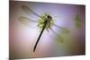 Green Dragonfly-Jimmy Hoffman-Mounted Giclee Print