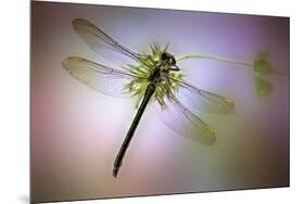 Green Dragonfly-Jimmy Hoffman-Mounted Giclee Print