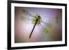 Green Dragonfly-Jimmy Hoffman-Framed Giclee Print