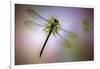 Green Dragonfly-Jimmy Hoffman-Framed Giclee Print